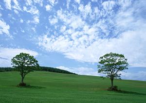 安心と信頼の訪問ペット火葬サービス｜相模原で選ばれる理由とメリット