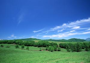 樹木葬をおこなう際の費用について